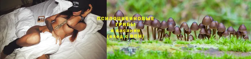 Псилоцибиновые грибы Cubensis  Майкоп 